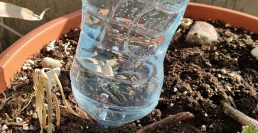 DIY Drip IRRIGATION System Simple with Plastic Bottles