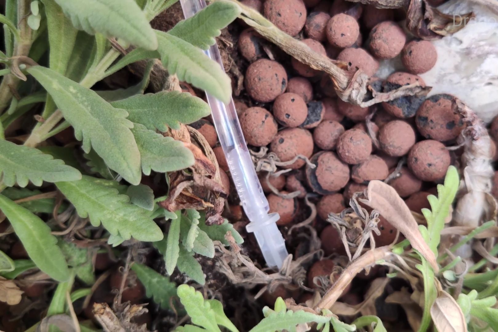 Drip irrigation next to plant