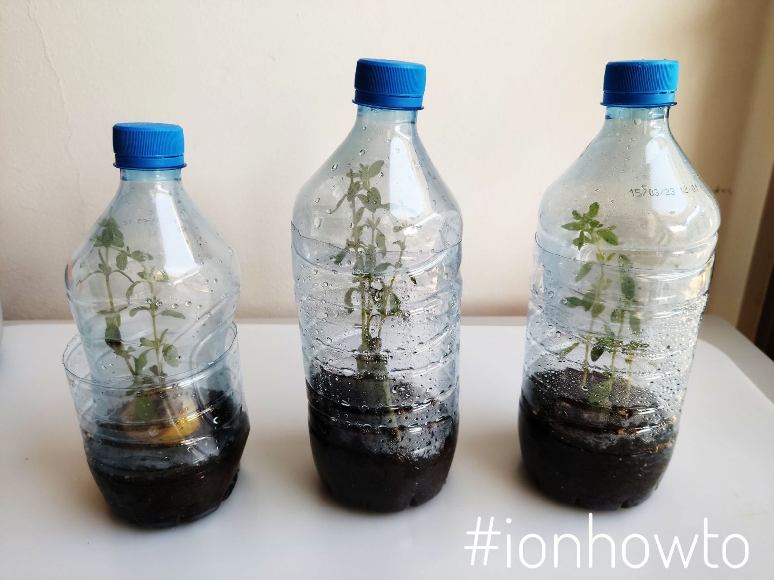 Grow herbs from cuttings in plastic bottles
