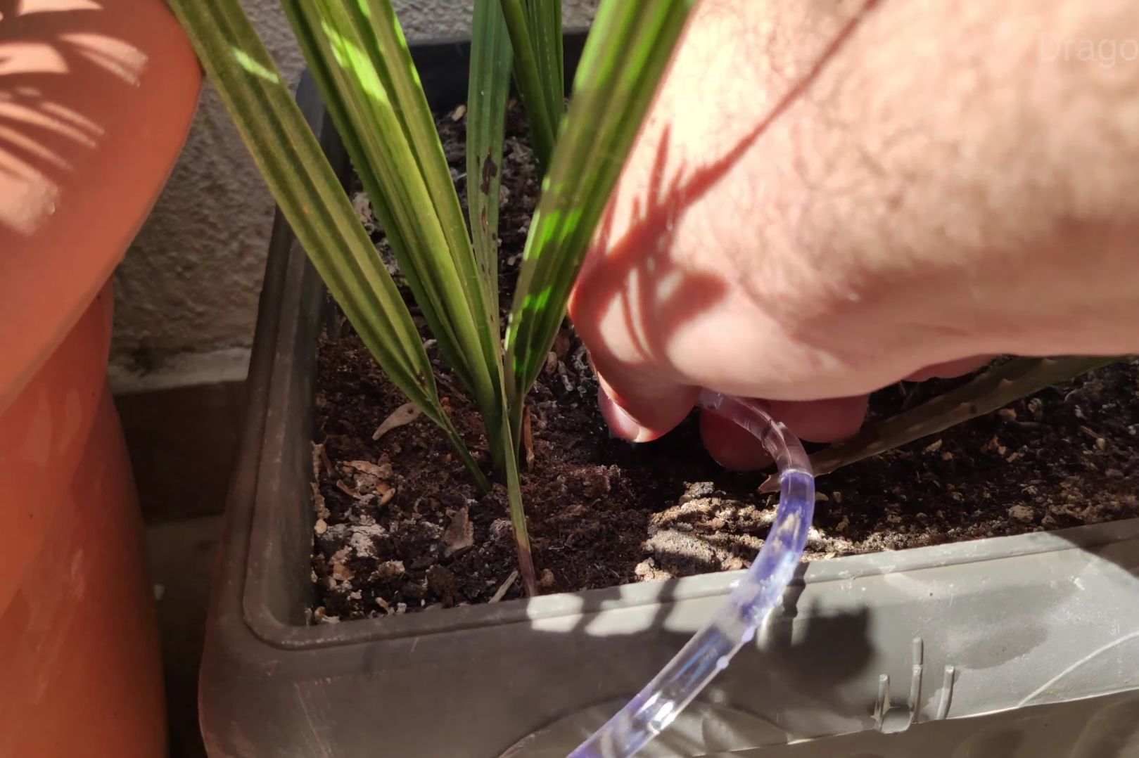 Inserting drip irrigation next to plant