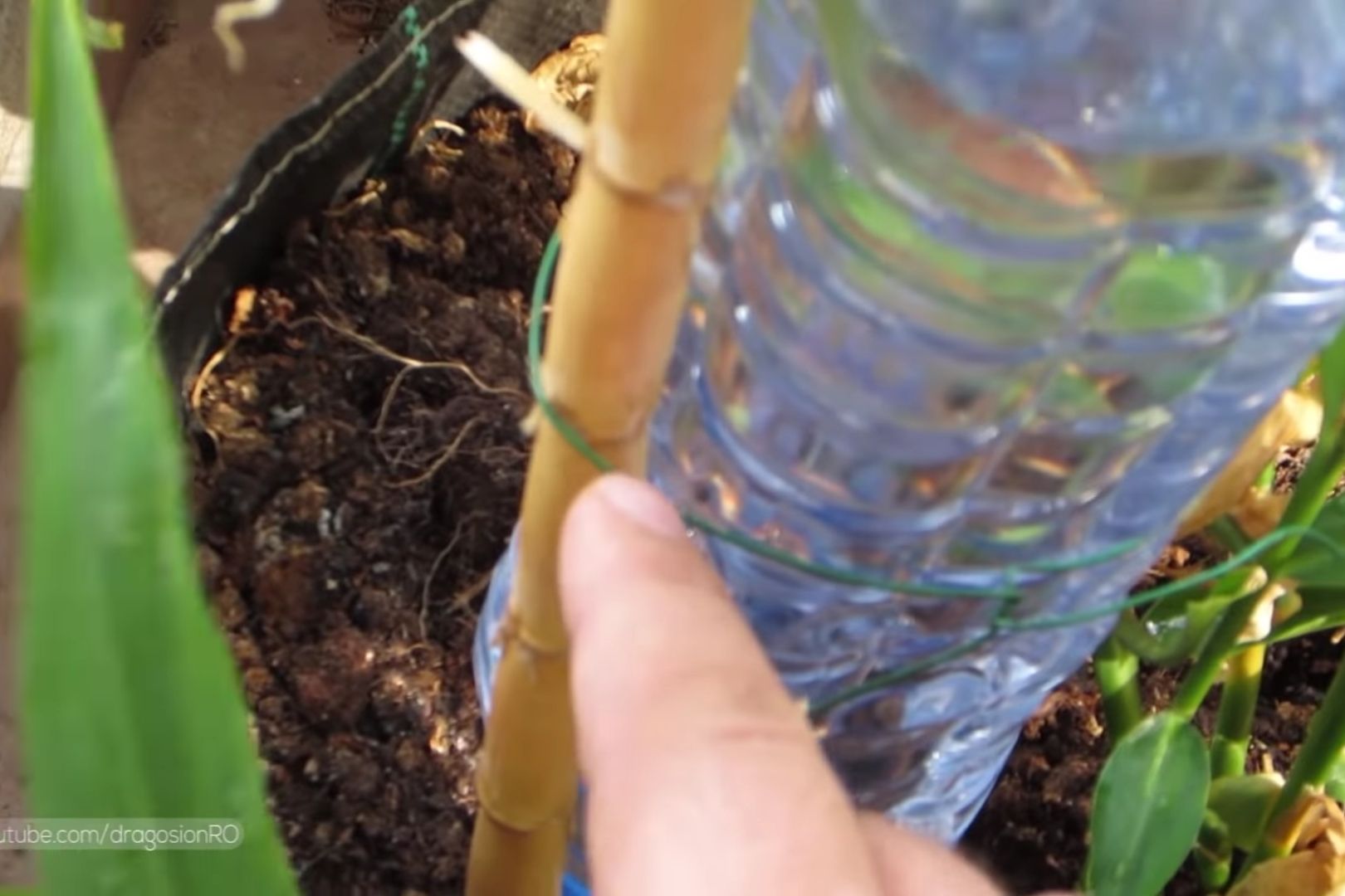 Securing self watering bottles with a bamboo stick