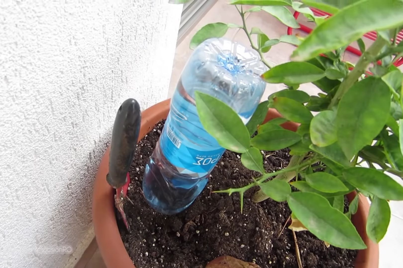 Self watering bottle next to Kaffir Lime