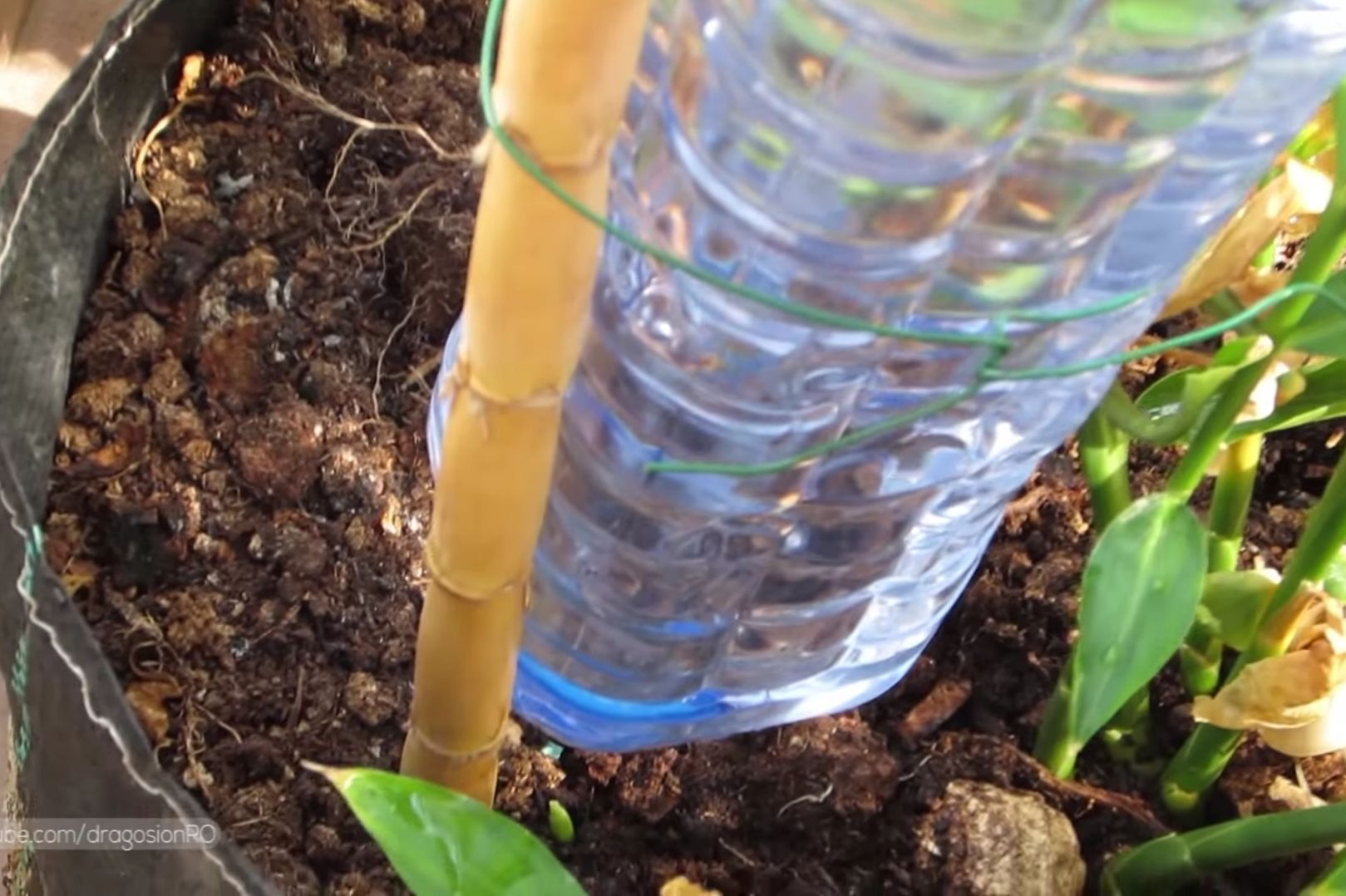 Self watering bottle secured in place on a stick