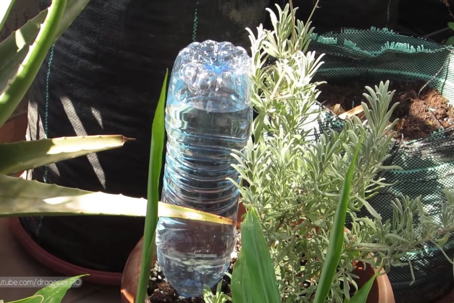 Self watering plant with bottle