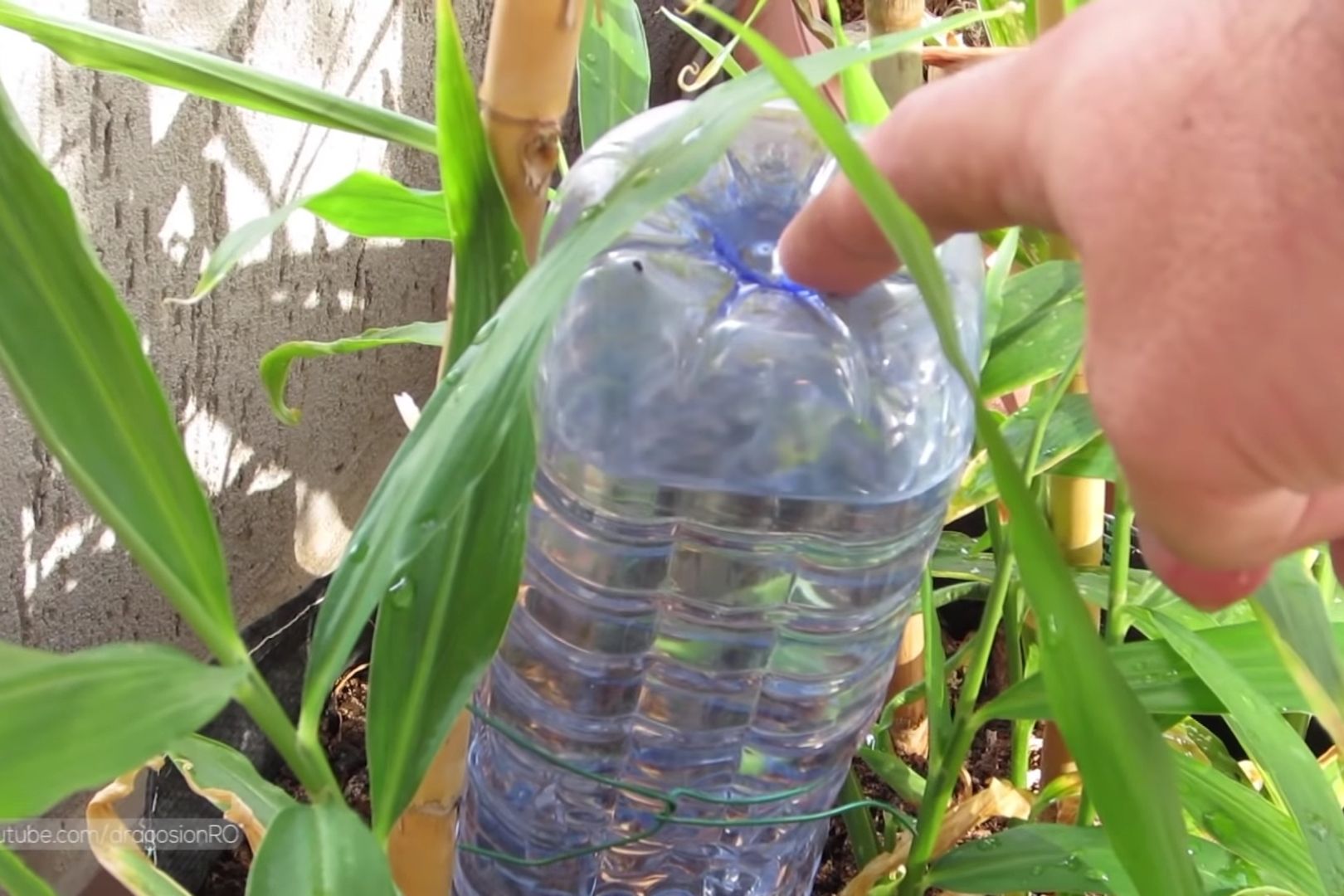 Water bottle releases water slowly to last for 1 week