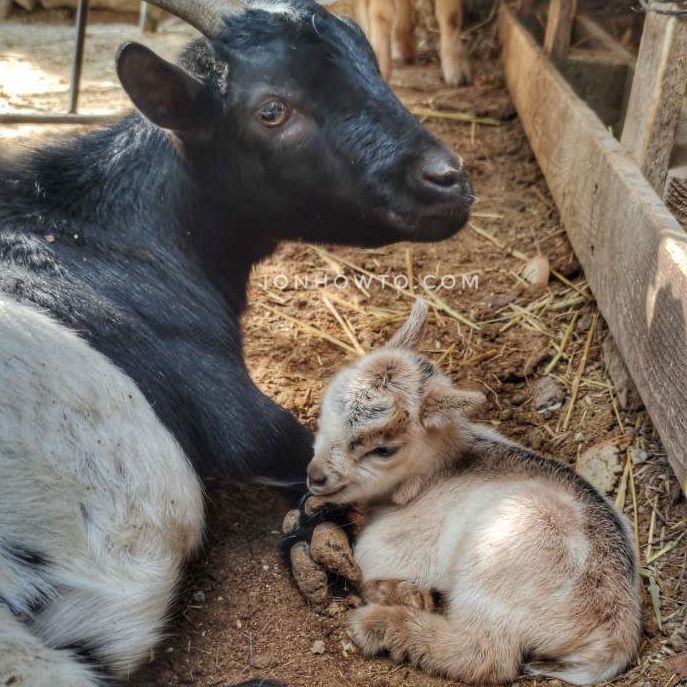 Goat mother and newborn goat kid